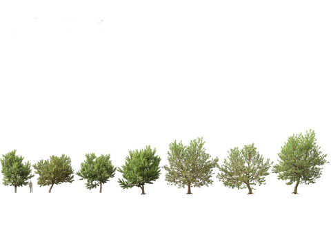 Northern Forest Trees Pack 19 3D Model