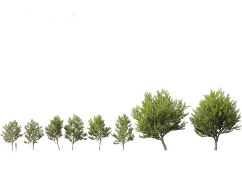 Northern Forest Trees Pack 19 3D Model