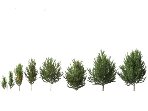 Northern Forest Trees Pack 19 3D Model