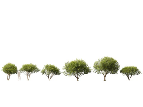 Northern Forest Trees Pack 19 3D Model