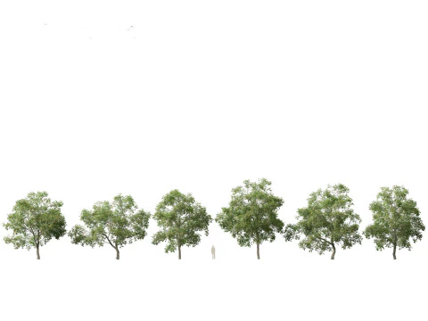 Northern Forest Trees Pack 19 3D Model