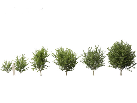 Northern Forest Trees Pack 19 3D Model