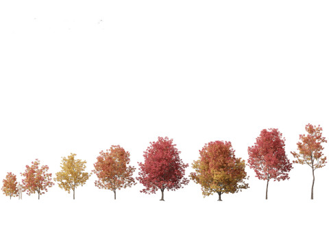 Northern Forest Trees Pack 19 3D Model