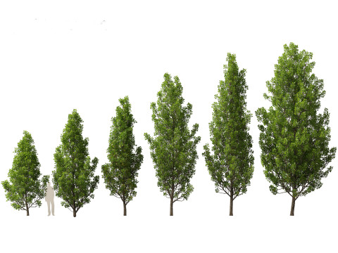 Northern Forest Trees Pack 19 3D Model