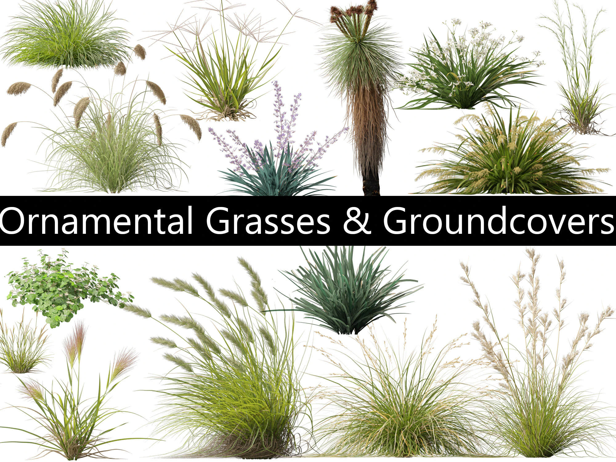 Ornamental Grasses Groundcovers Pack 48 3D Model .c4d .max .obj .3ds .fbx .stl .blend 