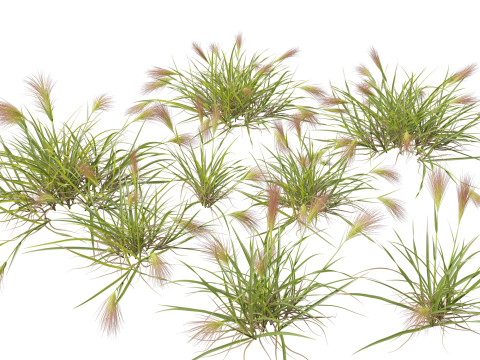 Pacote de cobertura de solo para gram&iacute;neas ornamentais 48 Modelo 3D