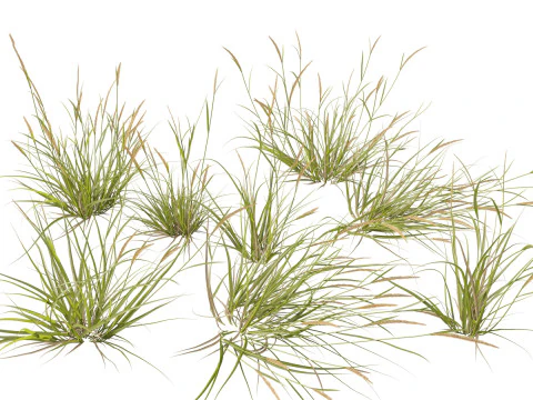 Ornamental Grasses Groundcovers Pack 48 3D Model