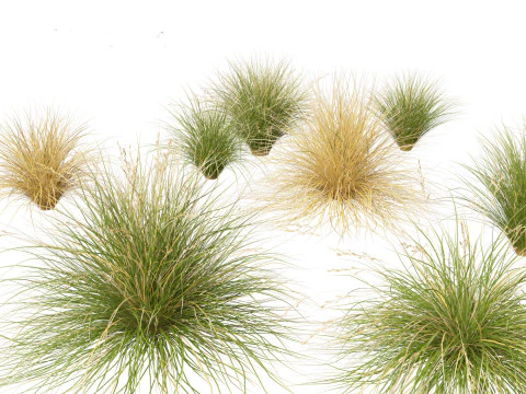 Ornamental Grasses Groundcovers Pack 48 3D Model