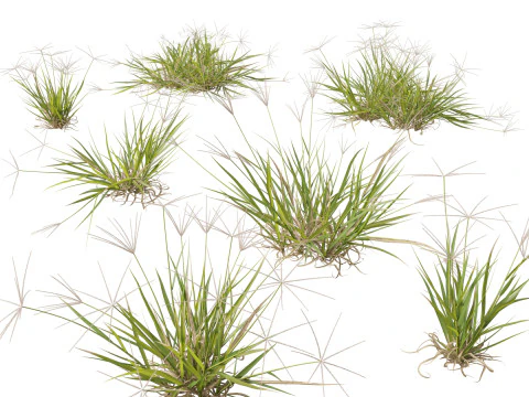 Ornamental Grasses Groundcovers Pack 48 3D Model