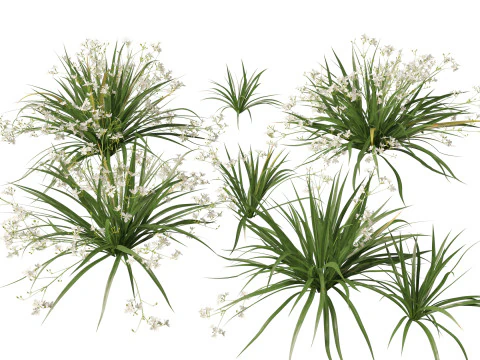 Ornamental Grasses Groundcovers Pack 48 3D Model
