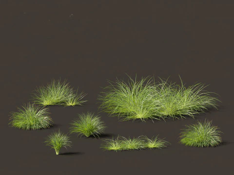 Ornamental Grasses Groundcovers Pack 48 3D Model