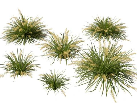Ornamental Grasses Groundcovers Pack 48 3D Model