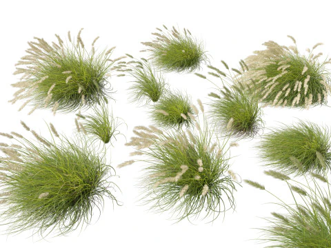 Ornamental Grasses Groundcovers Pack 48 3D Model