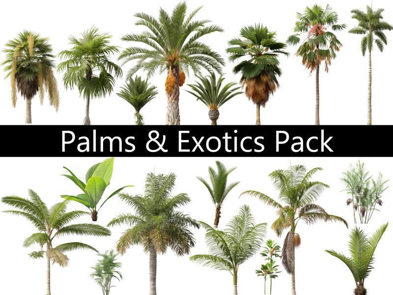 Palms Egzotik Paketi 25 3D Model .c4d .max .obj .3ds .fbx .stl .blend 