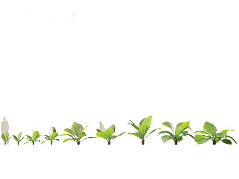 Palms Egzotik Paketi 25 3D Model