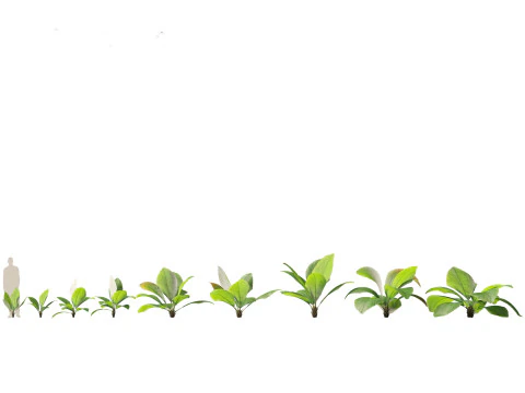 Pacchetto palme esotiche 25 Modello 3D