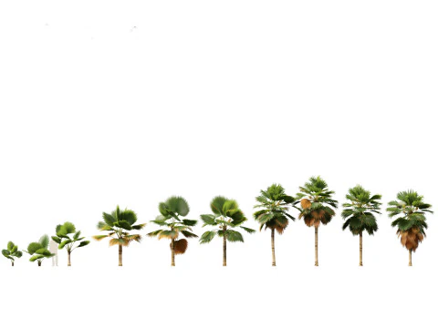 Pacchetto palme esotiche 25 Modello 3D