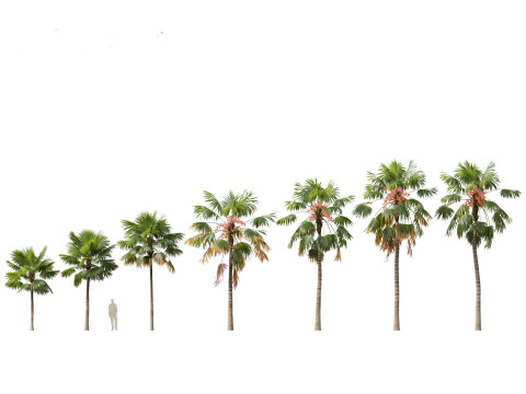 Palms Egzotik Paketi 25 3D Model