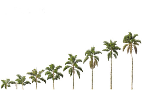 Palms Egzotik Paketi 25 3D Model