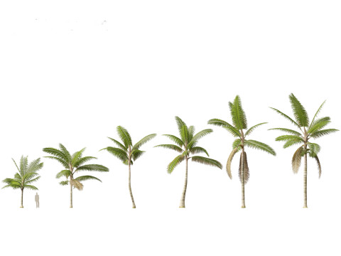 Palms Egzotik Paketi 25 3D Model