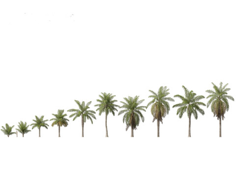 Palms Egzotik Paketi 25 3D Model