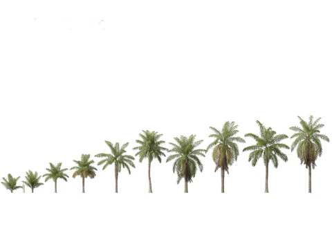 Pacchetto palme esotiche 25 Modello 3D