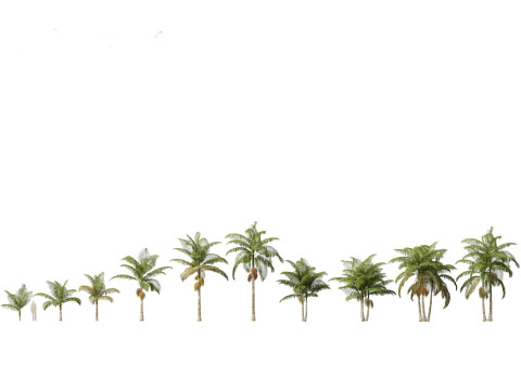 Palms Egzotik Paketi 25 3D Model