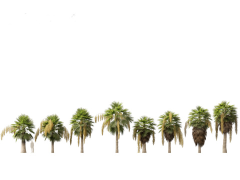 Palms Egzotik Paketi 25 3D Model