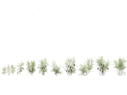 Pacchetto palme esotiche 25 Modello 3D