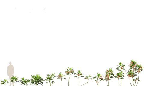 Pacchetto palme esotiche 25 Modello 3D