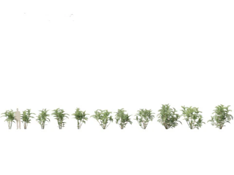 Pacchetto palme esotiche 25 Modello 3D