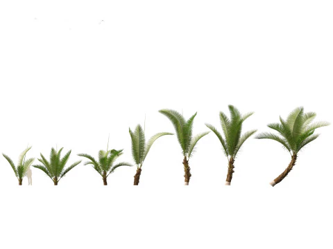 Pacchetto palme esotiche 25 Modello 3D