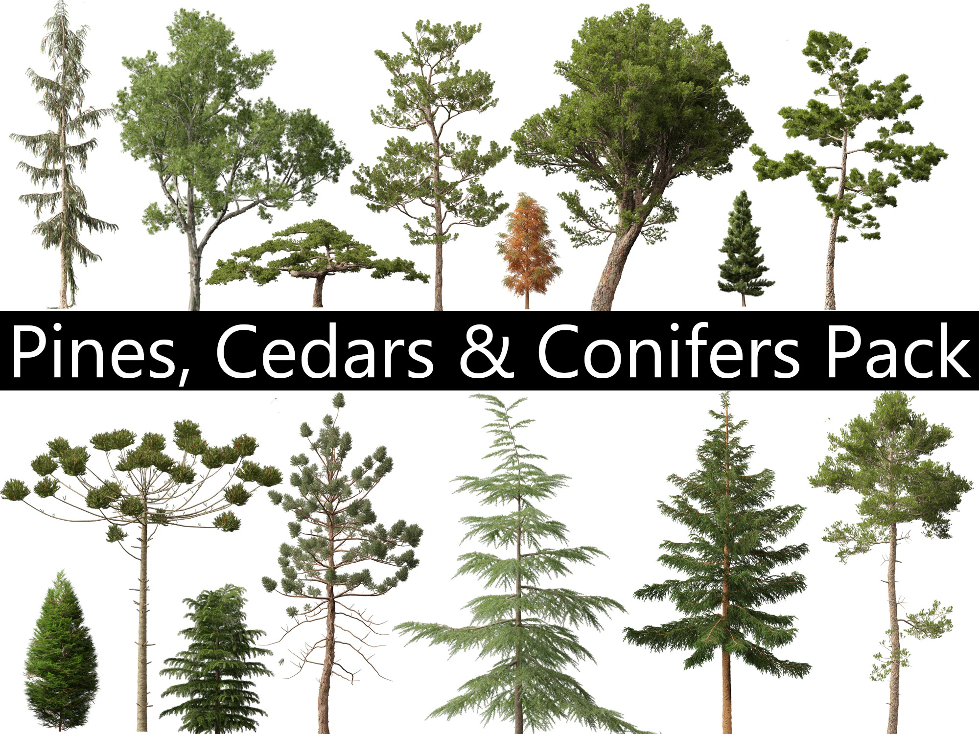 Pines Cedars Conifers Pack 22 3D Model .c4d .max .obj .3ds .fbx .stl .blend 