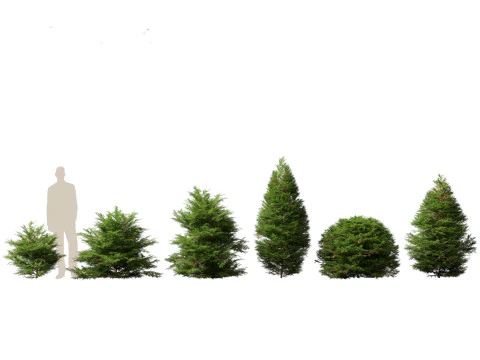 Pines Cedars Conifers Pack 22 3D Model