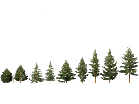 Pines Cedars Conifers Pack 22 3D Model