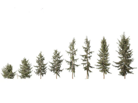 Pines Cedars Conifers Pack 22 3D Model