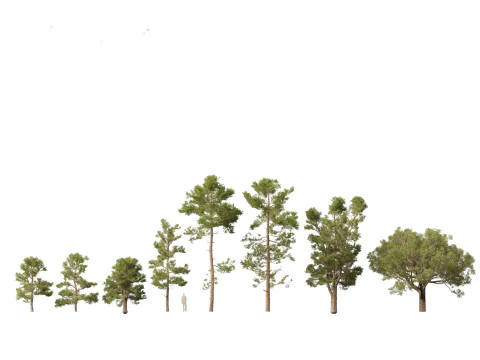 Pines Cedars Conifers Pack 22 3D Model