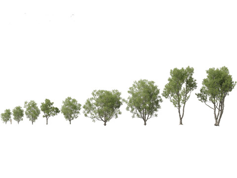 Pinheiros Cedros Con&iacute;feras Pacote 22 Modelo 3D