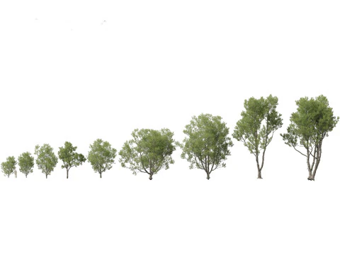 Pines Cedars Conifers Pack 22 3D Model