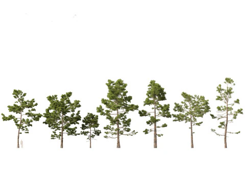 Pines Cedars Conifers Pack 22 3D Model