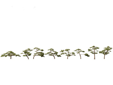 Pines Cedars Conifers Pack 22 3D Model