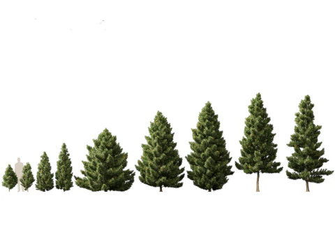 Pines Cedars Conifers Pack 22 3D Model