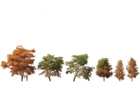 Pines Cedars Conifers Pack 22 3D Model