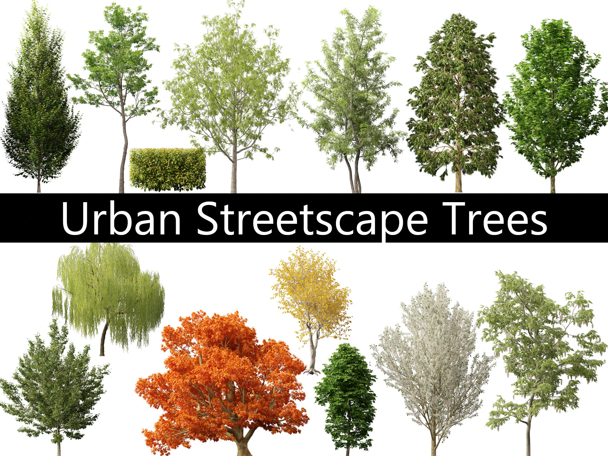 Urban Streetscape Trees Pack 11 3D Model .c4d .max .obj .3ds .fbx .stl .blend