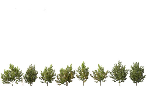 Urban Streetscape Trees Pack 11 3D Model