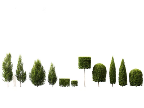Urban Streetscape Trees Pack 11 3D Model