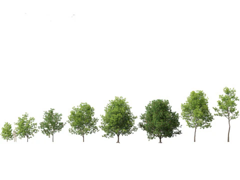 Urban Streetscape Trees Pack 11 3D Model
