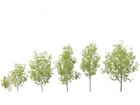 Paquete de &aacute;rboles de paisaje urbano 11 Modelo 3D