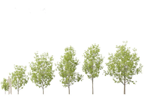Urban Streetscape Trees Pack 11 3D Model
