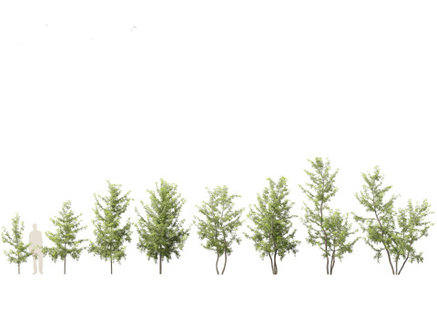 Paquete de &aacute;rboles de paisaje urbano 11 Modelo 3D